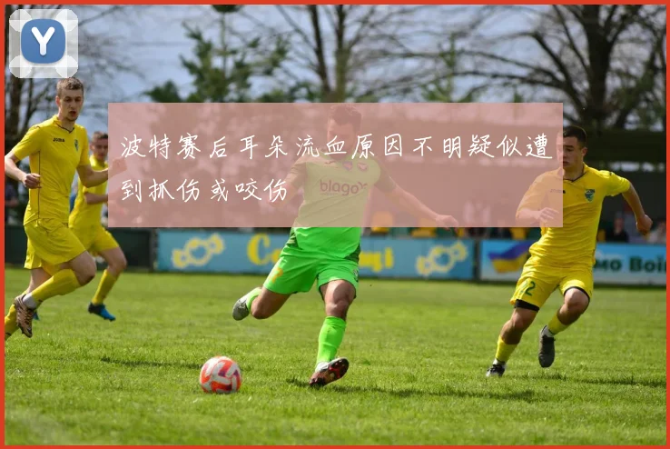 波特赛后耳朵流血原因不明疑似遭到抓伤或咬伤